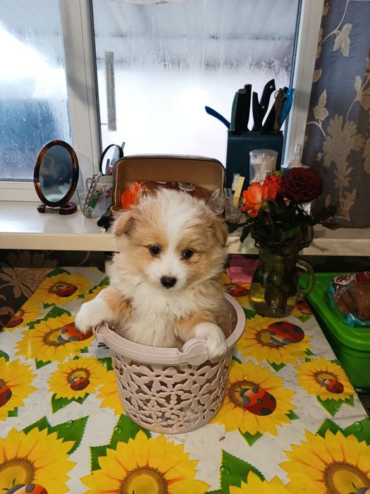 Продам шпицы Йорки.