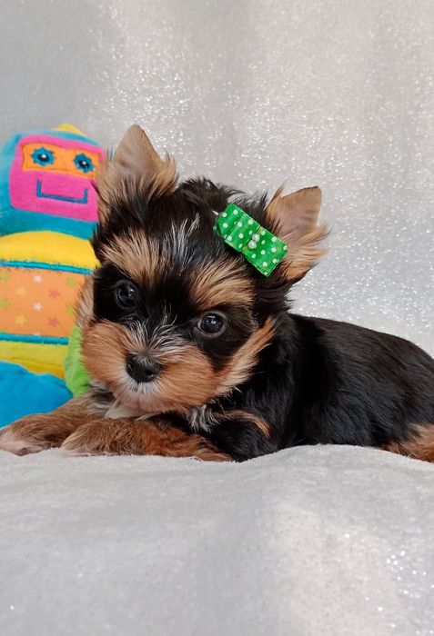 Yorkshire terrier, York mini chłopczyk Junior 1.5 kg