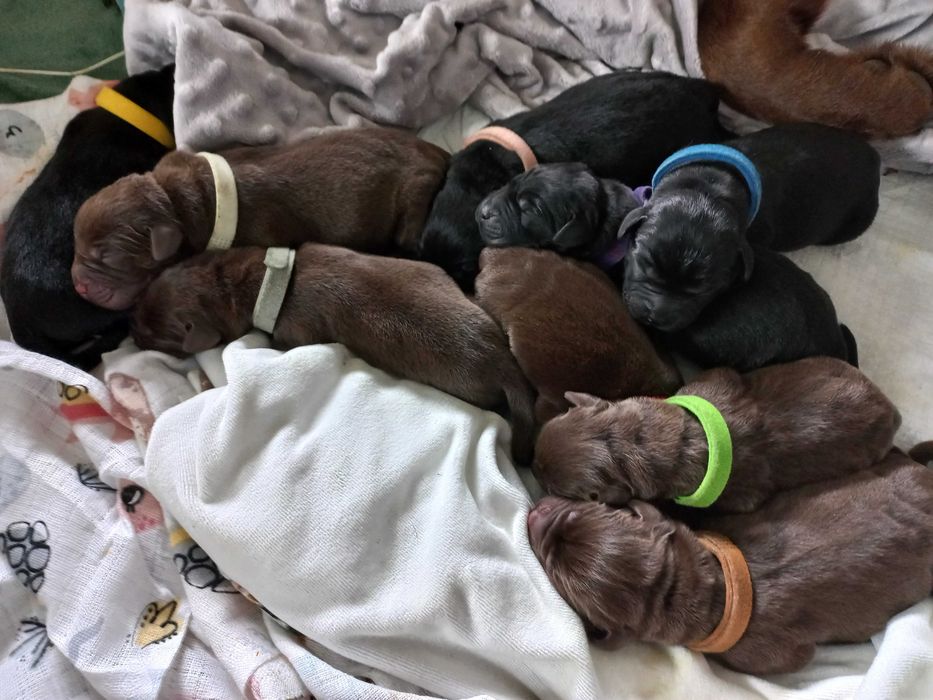 Labrador Retriever - ZKwP (FCI) - Czekoladowa suczka