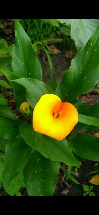 Калла Hot shot цибулини