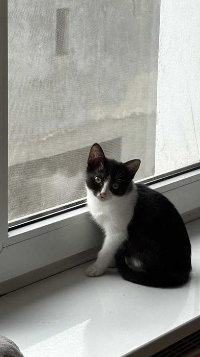 Mina – czarno-biała księżniczka z parapetu szuka domu!