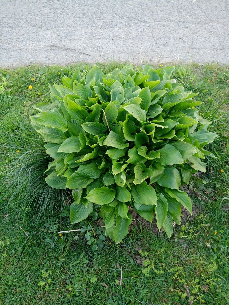 Funkia hosta zielona