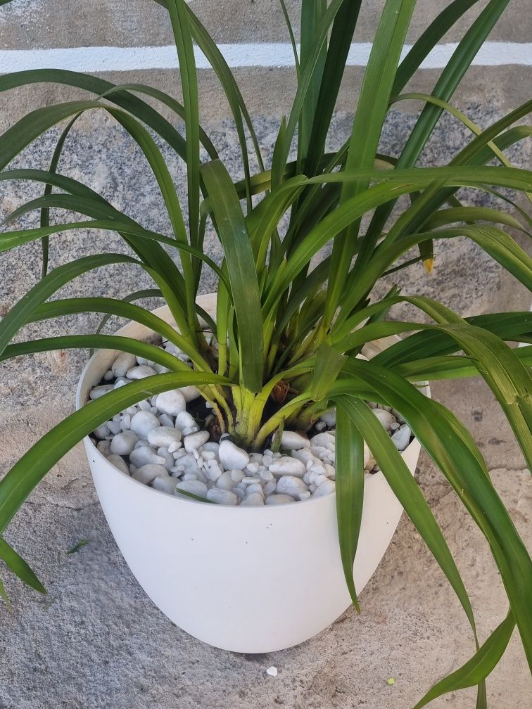 Orquídeas Exterior de várias cores