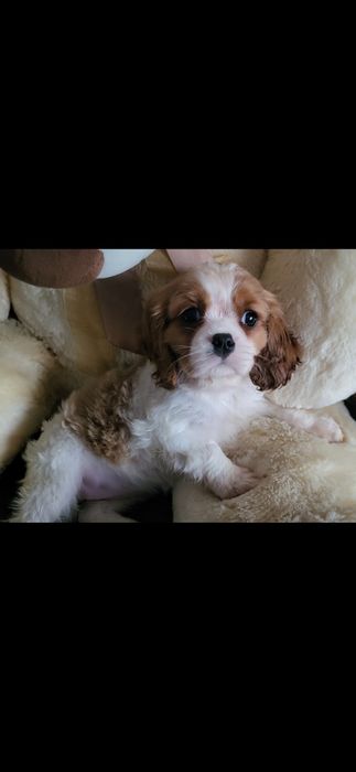 Sprzedam Cavalier king charles spaniel