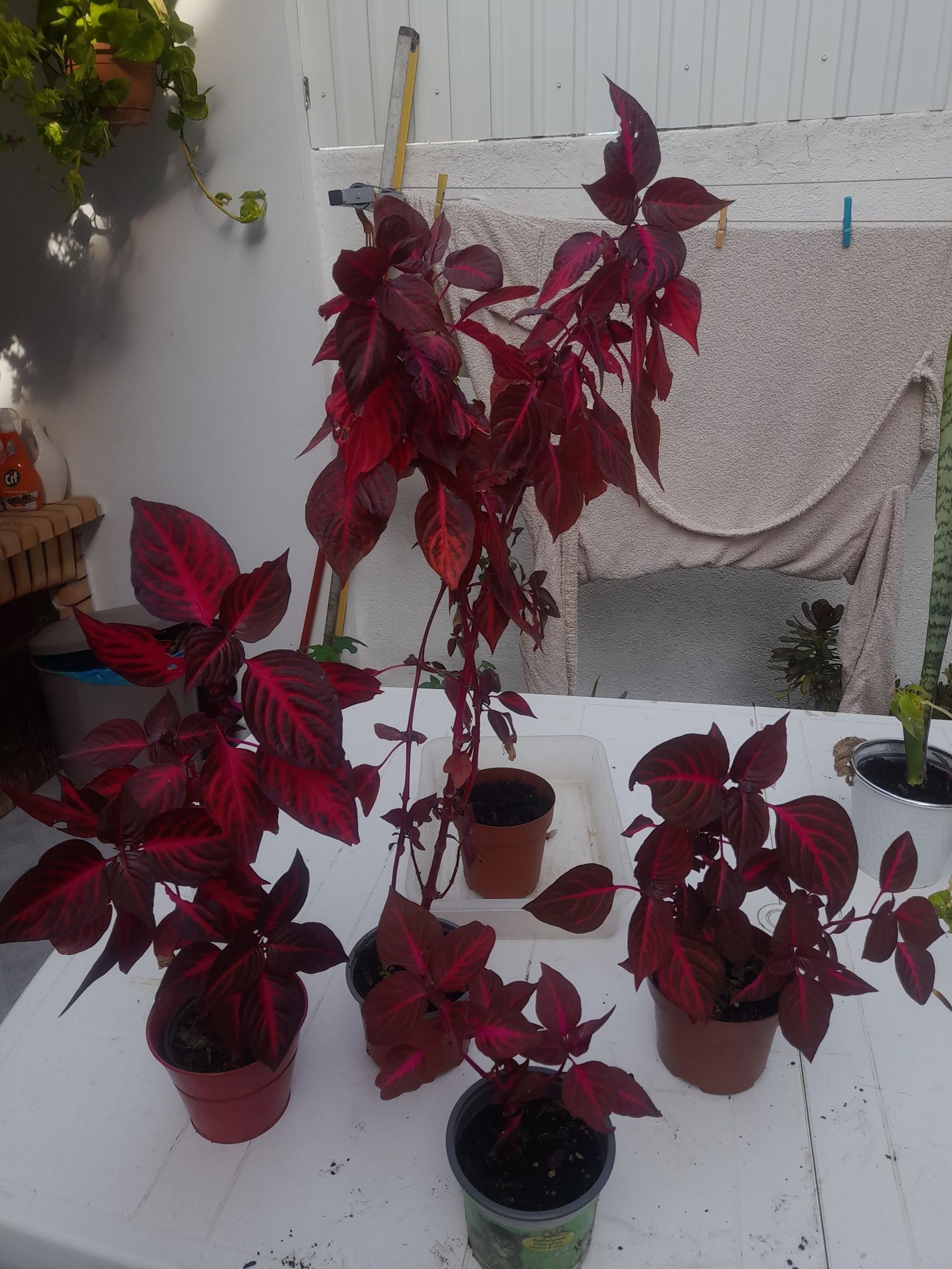 Planta lindíssima para venda.