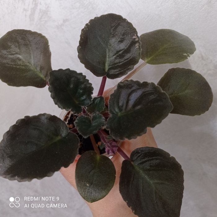 Фіалочка "ЕК-Морские Ежи"