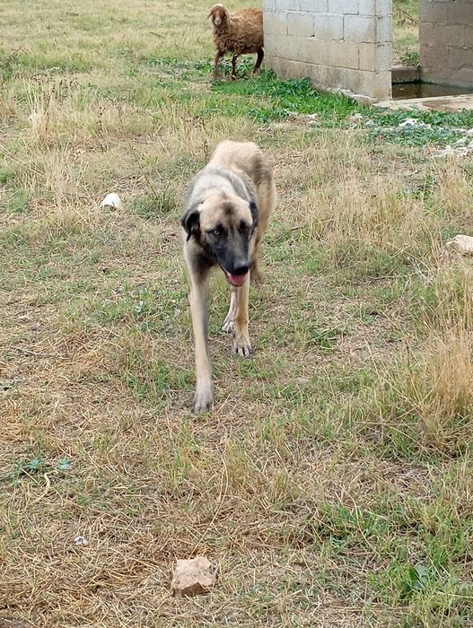 Temos éstes caizinhos para adoção