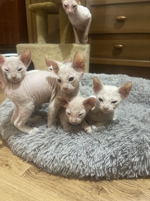Донський сфінкс кошенята. Білого кольору