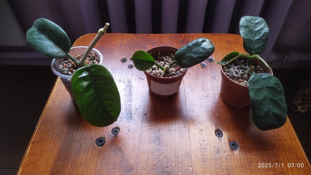 Хойя виллоза као данг вьетнам (Hoya Villosa Khao Dong Vietnam)