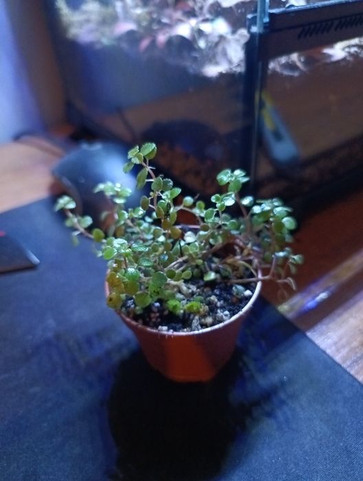 Soleirolia (Babie łzy) – idealna do terrarium!