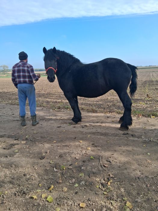 Sprzedam karą klacz