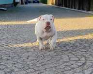 American bully suczka ABKC