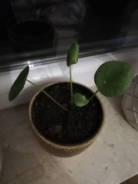 Pilea kwiat pieniążek