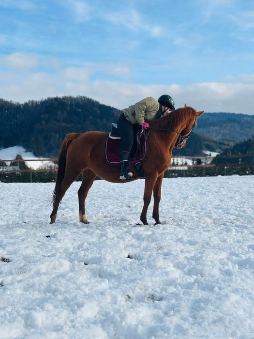 Klacz do towarzystwa plus źrebak