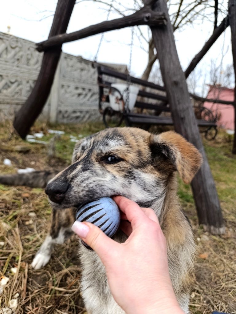 Щеня, витвір мистецтва