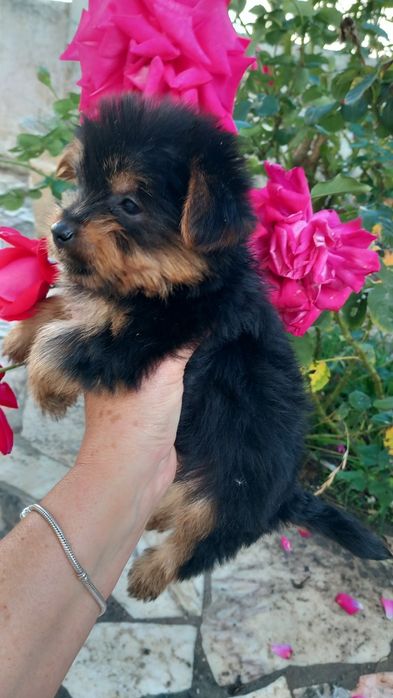 Yorkshire terrier macho pequeno