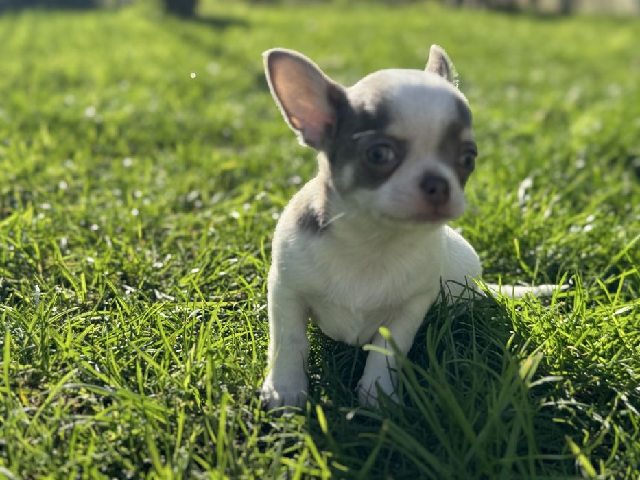 Chihuahua pelo curto com Lop e afixo