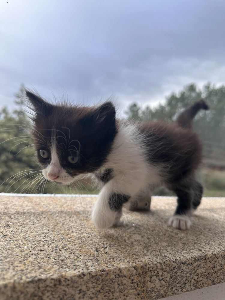 Gatinho para adoção responsável