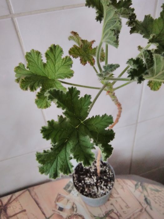 Душистые пеларгонии