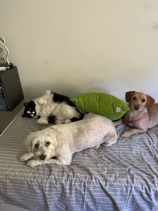 Dog Walker/ Pet Sitter Lisboa