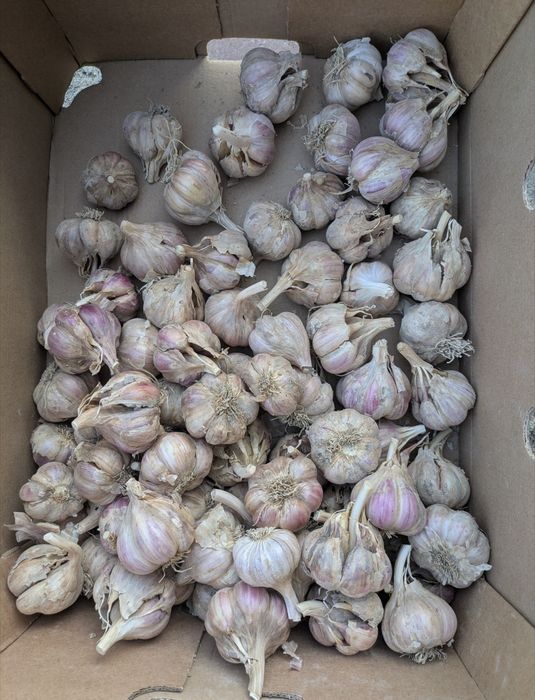 Czosnek ozimy Harnaś 2kg