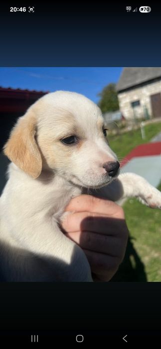Suczka do adopcji
