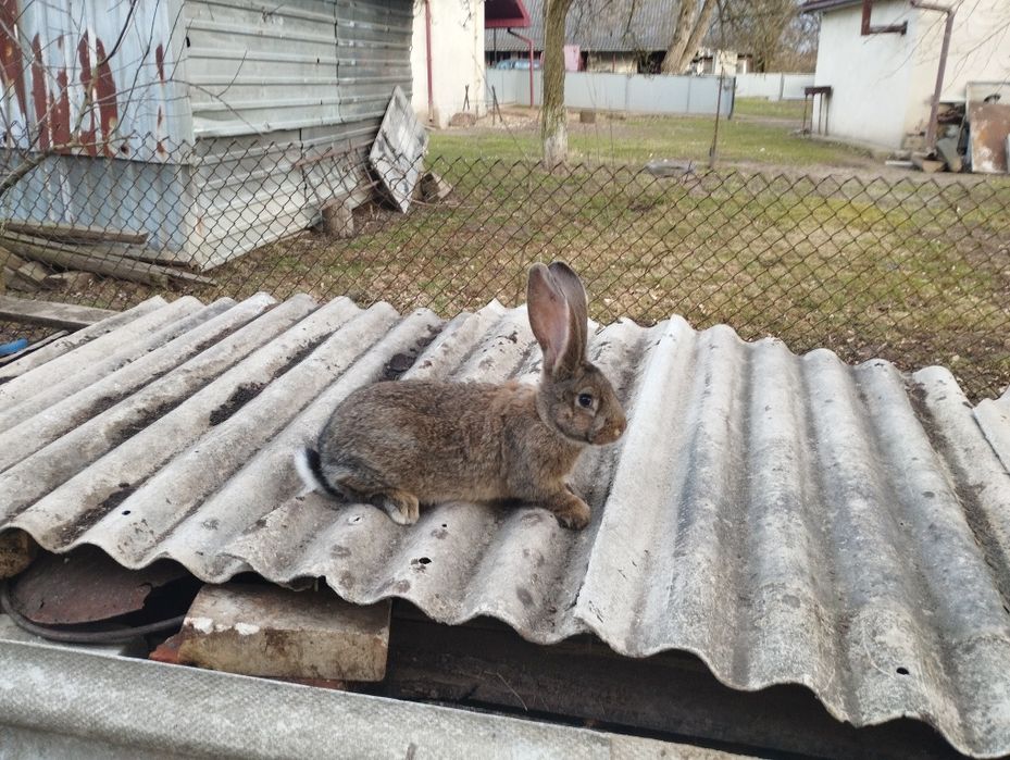 Самець Бельгійський велетень