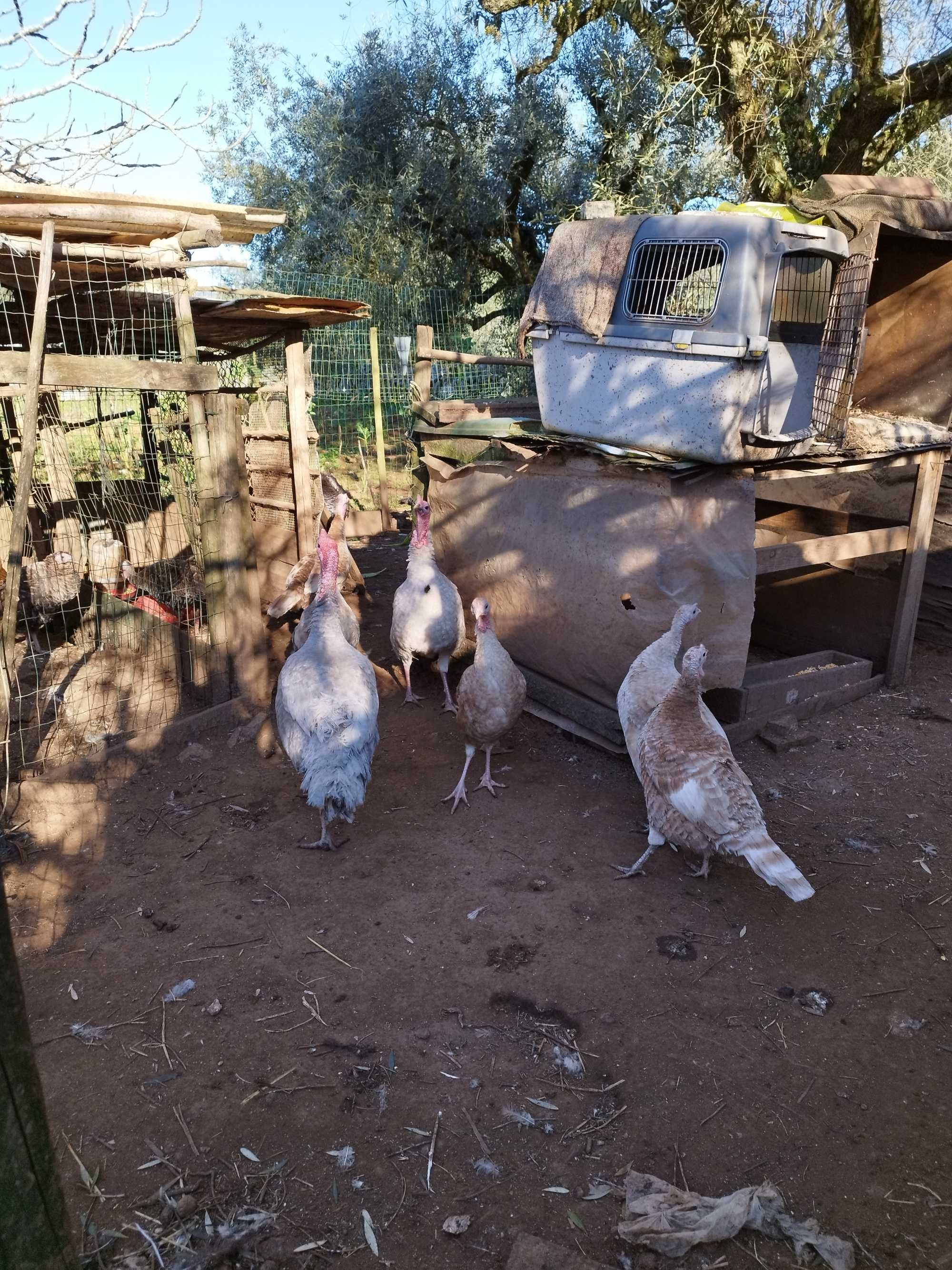 Vendo Perus Vários Tamanhos e brahmas