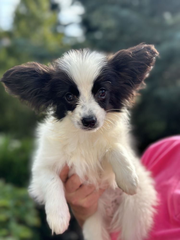 Spaniel Kontynentalny Miniaturowy Papillon FCI