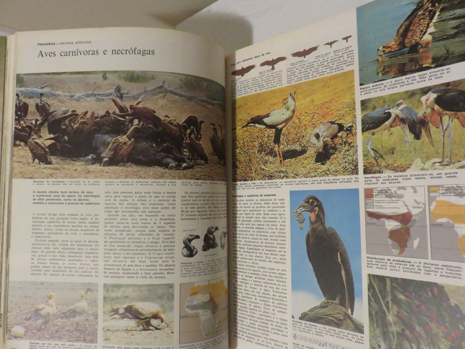 Animais da Terra (envio grátis)