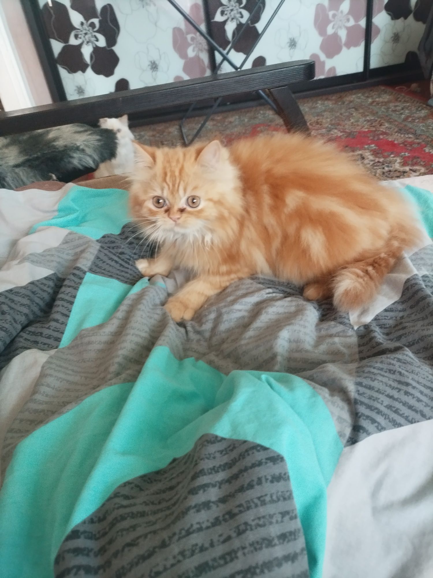 Залишився котик персидської породи