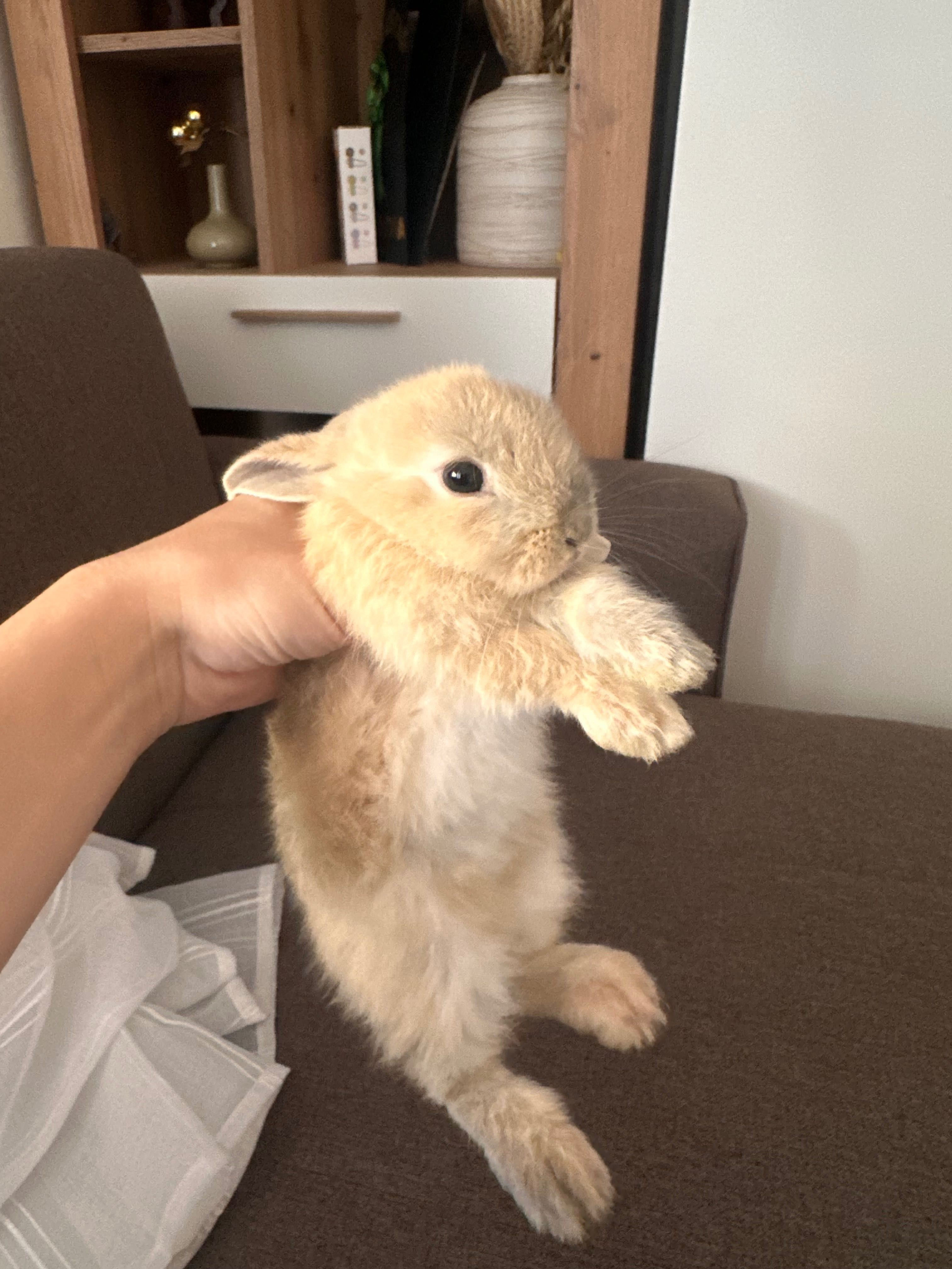 Coelhinhos Gazapos a venda