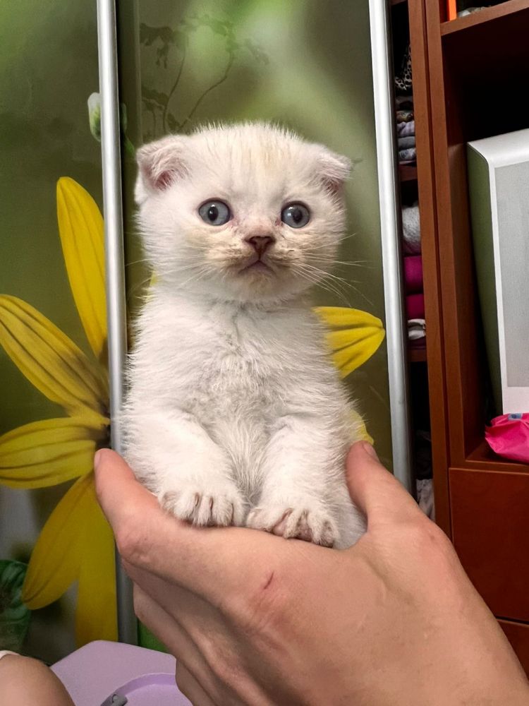 Котенята Шотландські