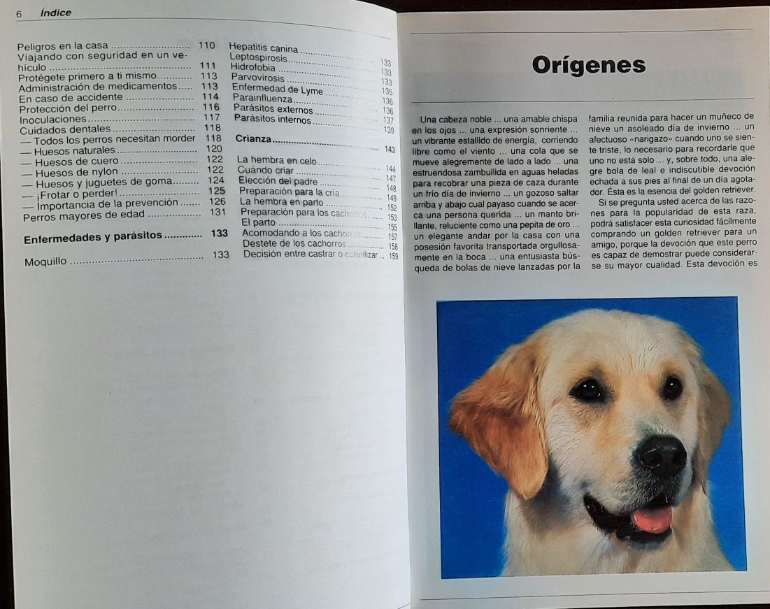 Cão Golden Retriever - Educação/ comportamento - Espanhol