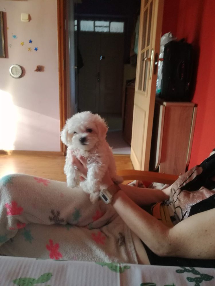 Maltanczyk mini do 2 kg