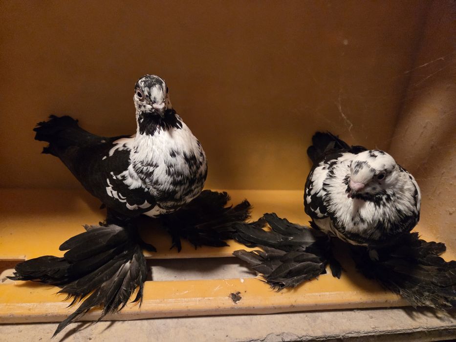 Widyn widyny gołębie ozdobne