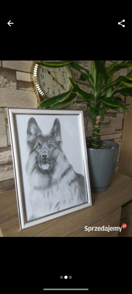 Owczarek niemiecki portret ołówkiem rysunek