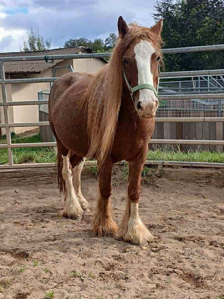 Klacz Tinker/Gypsy cob do hodowlii