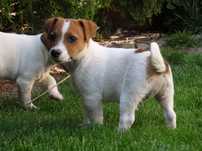 Jack Russell Terrier piesek od #SMARTIE JACKS# male pup JACK RUSSELL