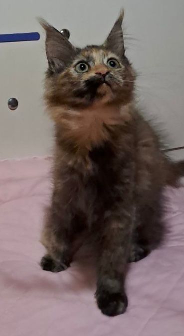 Кошенята Мейн -кун .Чарівні дітки