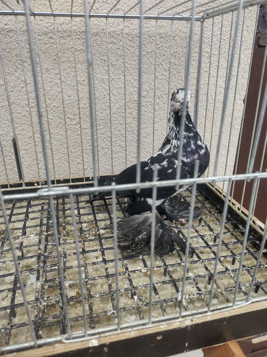 Widyn Polski czarny samiec samica motyle warszawski
