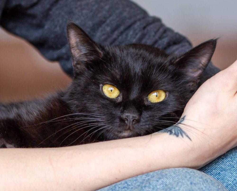 Багира, черная красивая кошка 4 года с лишним весом