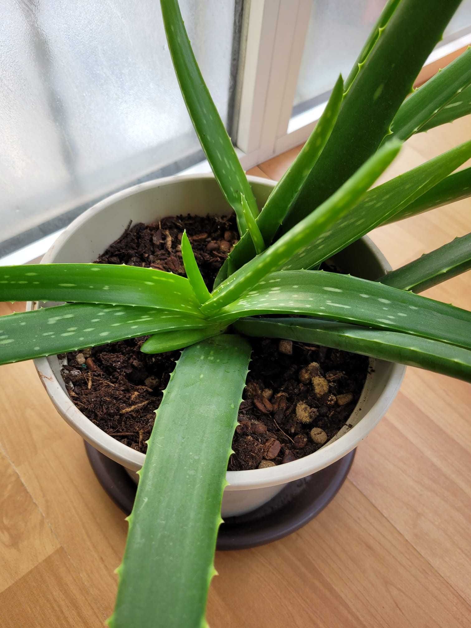 Vendo planta Aloe Vera adulta