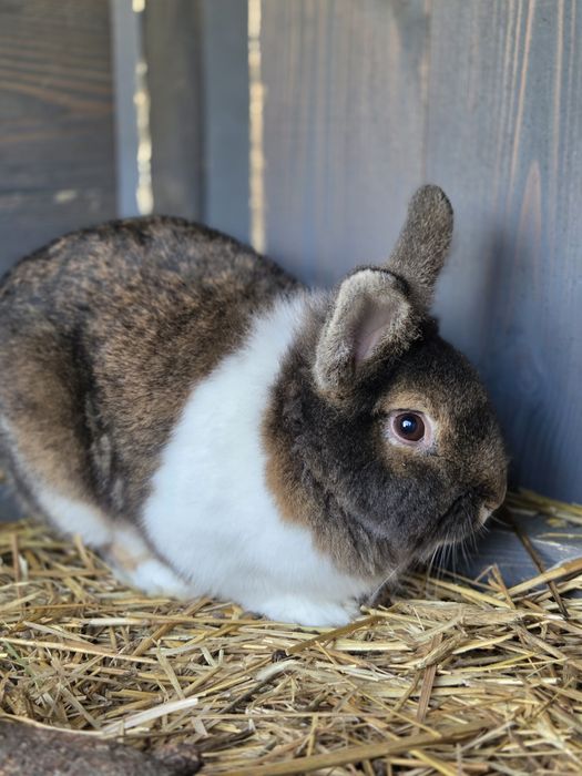 Puszysty przyjaciel szuka nowego domu Teddy Miniaturka Królik mini