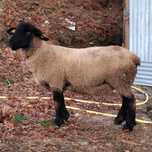 Ovelha suffolk com certificado
