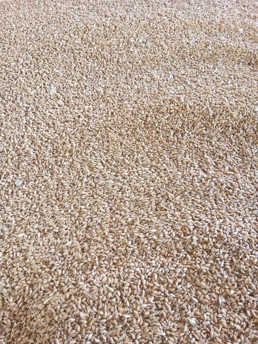 Pszenica ozima zbiór 2025