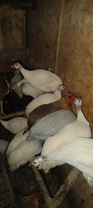 Perliczki sprzedam !