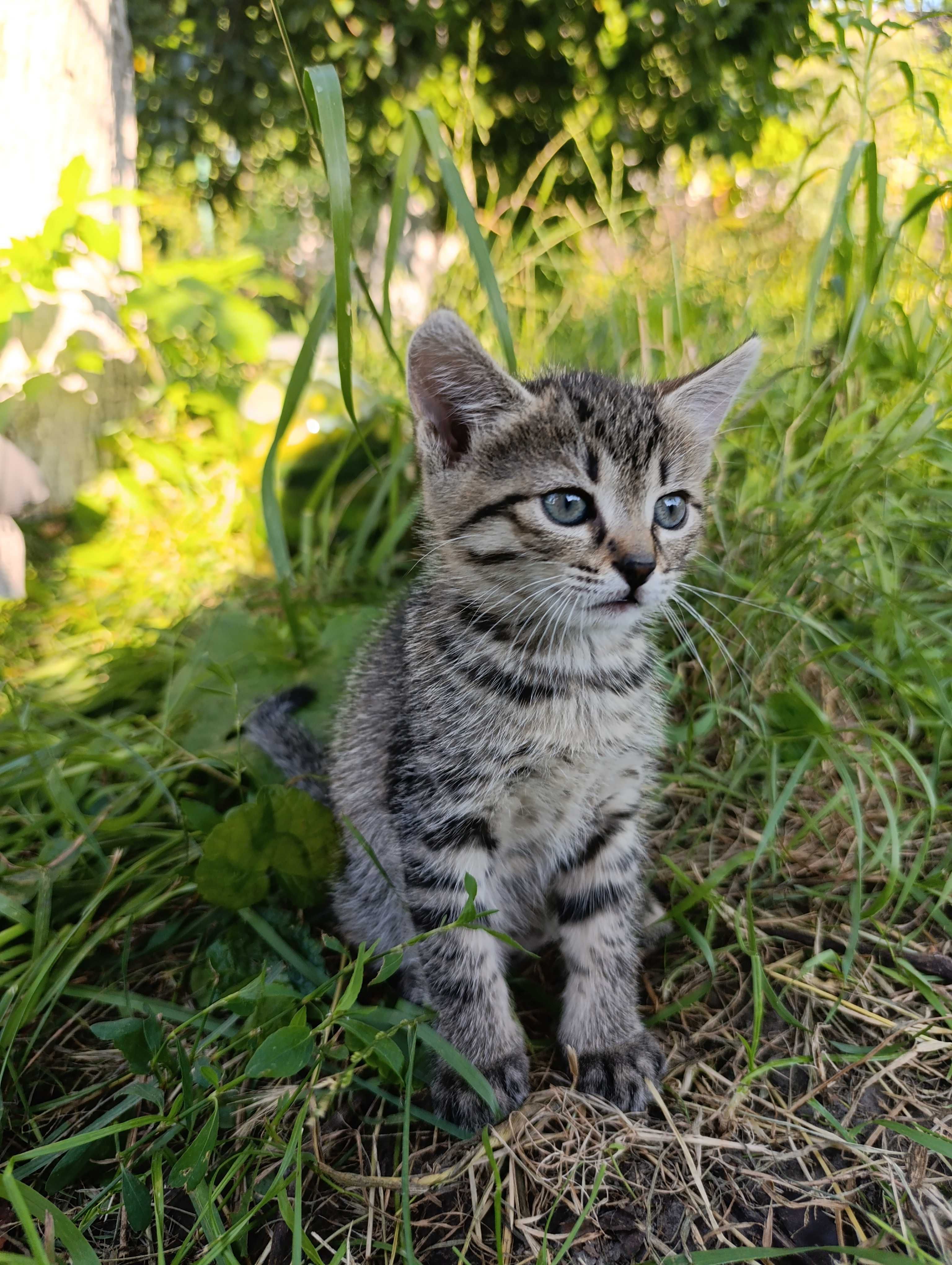 Віддамо кошенят в добрі руки
