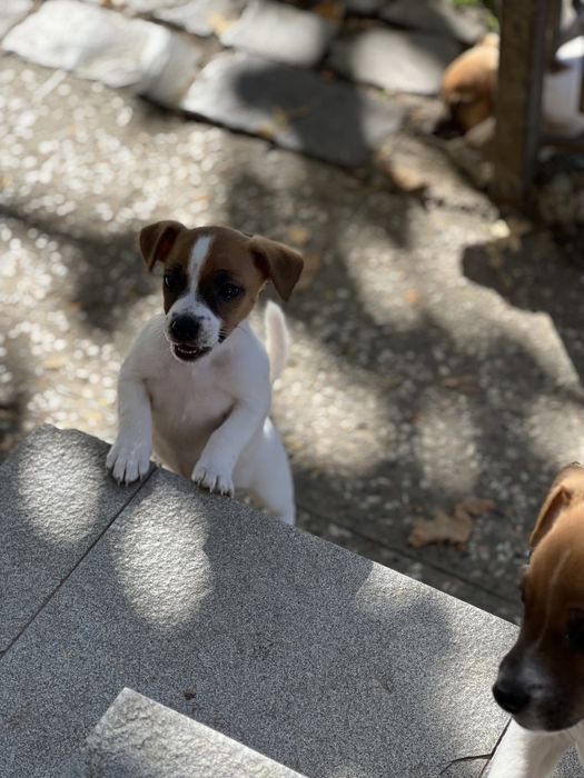 Щенятка породи джек рассел( дівчатка )