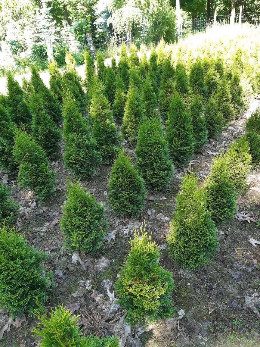 Tuje szmaragd 90 100cm